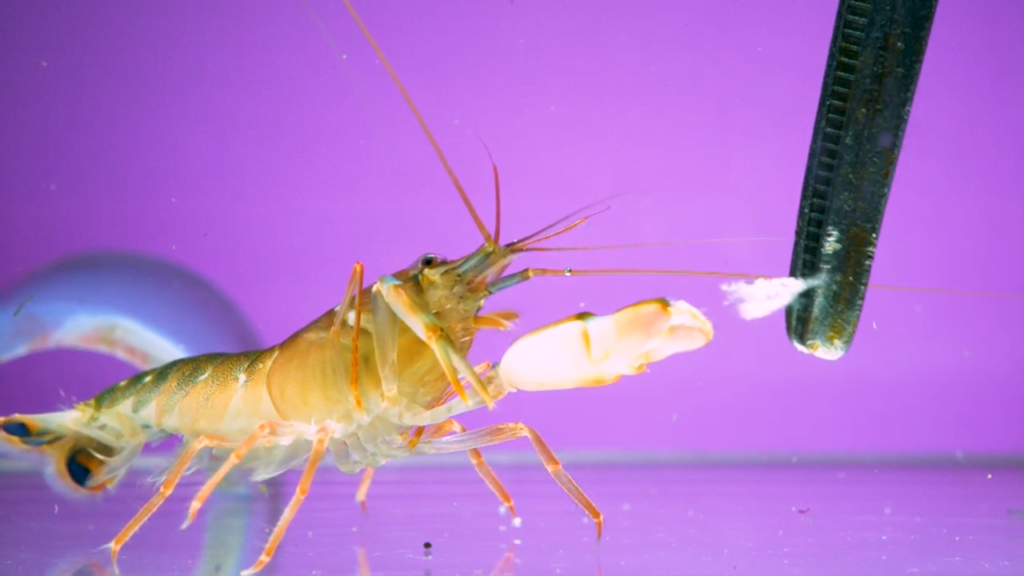 When a pistol shrimp's claw snaps, it sends out a jet of water so fast that a cavitation bubble forms.