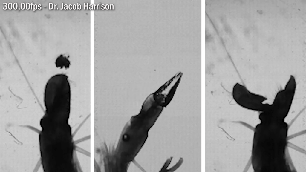 More snapshots of bubble formation and collapse.