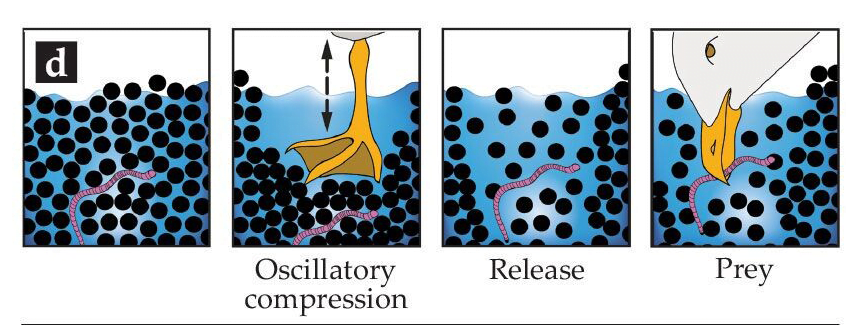 Illustration of a gull's hunting process. Compressing the sand by stepping on it drives water out of the area. Once the bird's foot is removed, water floods back, diluting the sand, and making it easier for the bird to reach its prey without digging.