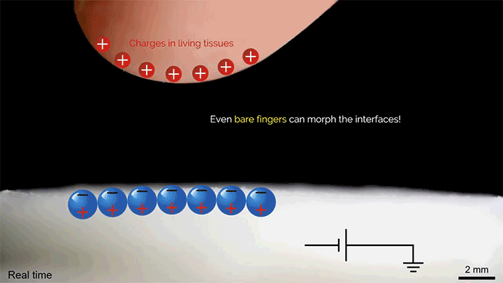 Even the electricstatic charge of a finger can morph the surface. Even the electricstatic charge of a finger can morph the surface.