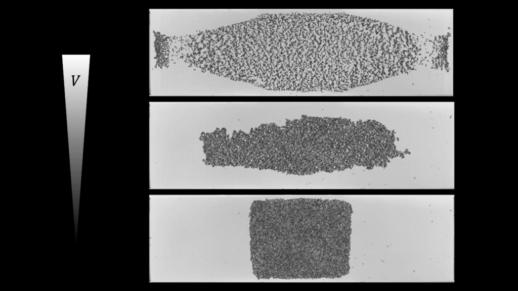 The speed at which the raft is pulled apart decides which cluster size can relax most effectively. The speed at which the raft is pulled apart decides which cluster size can relax most effectively.