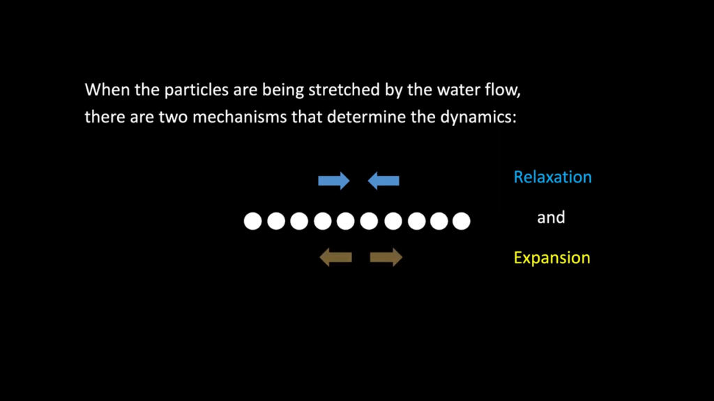 Within the raft, particles feel two opposing mechanisms: the expansion flow and their natural relaxation toward one another. Within the raft, particles feel two opposing mechanisms: the expansion flow and their natural relaxation toward one another.