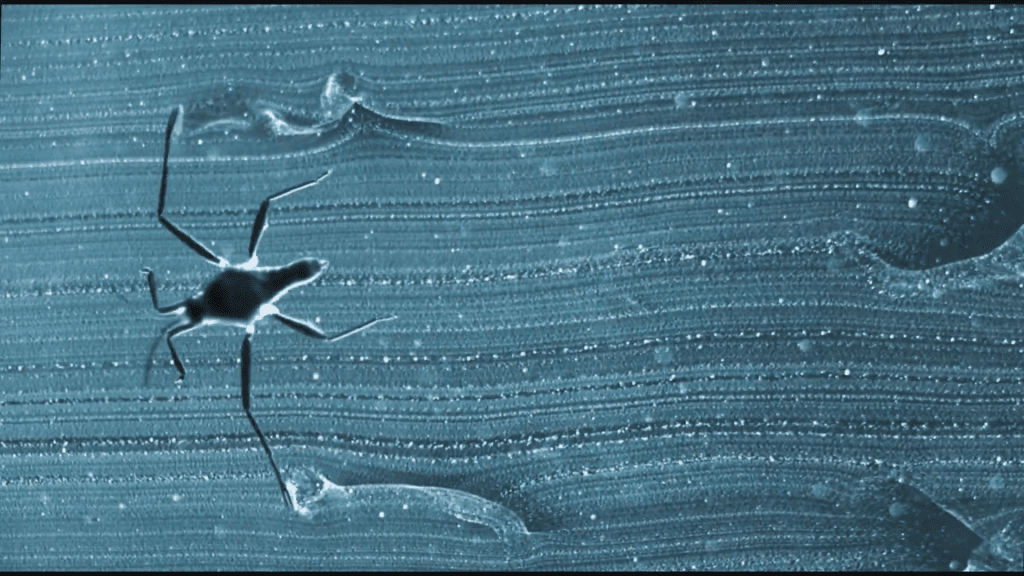 With its fans, the ripple bug can move over 120 body lengths a second.