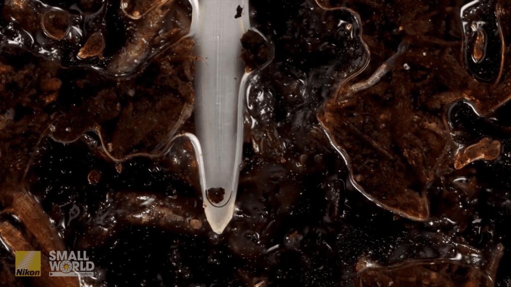 A root pushes its way into wet soil. A root pushes its way into wet soil.