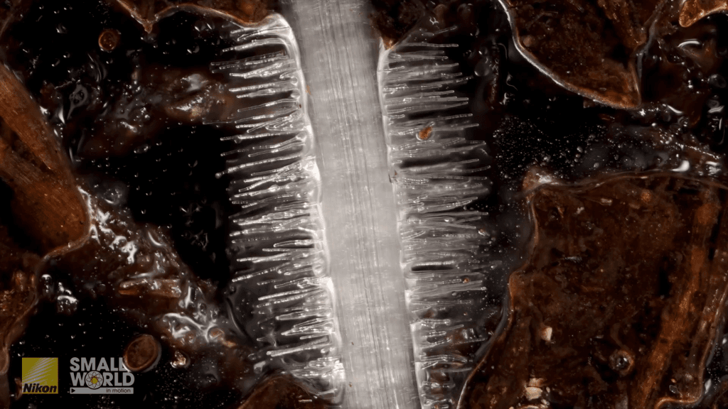 Hairs growing out of a cornflower root. Hairs growing out of a cornflower root.