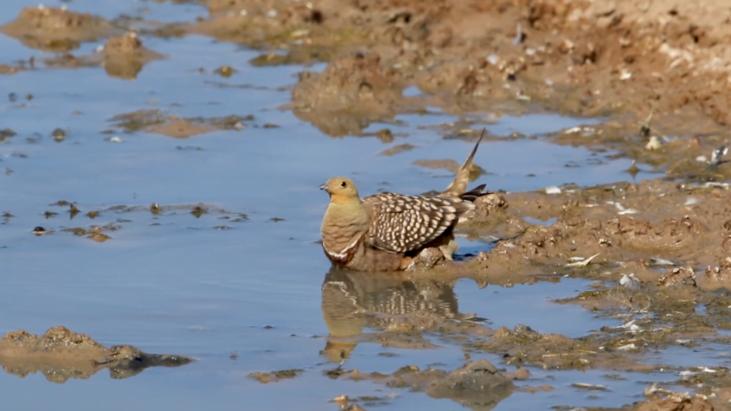 This male desert sandgrouse collects water in his feathers to carry to chicks up to 20 miles away. This male desert sandgrouse collects water in his feathers to carry to chicks up to 20 miles away.