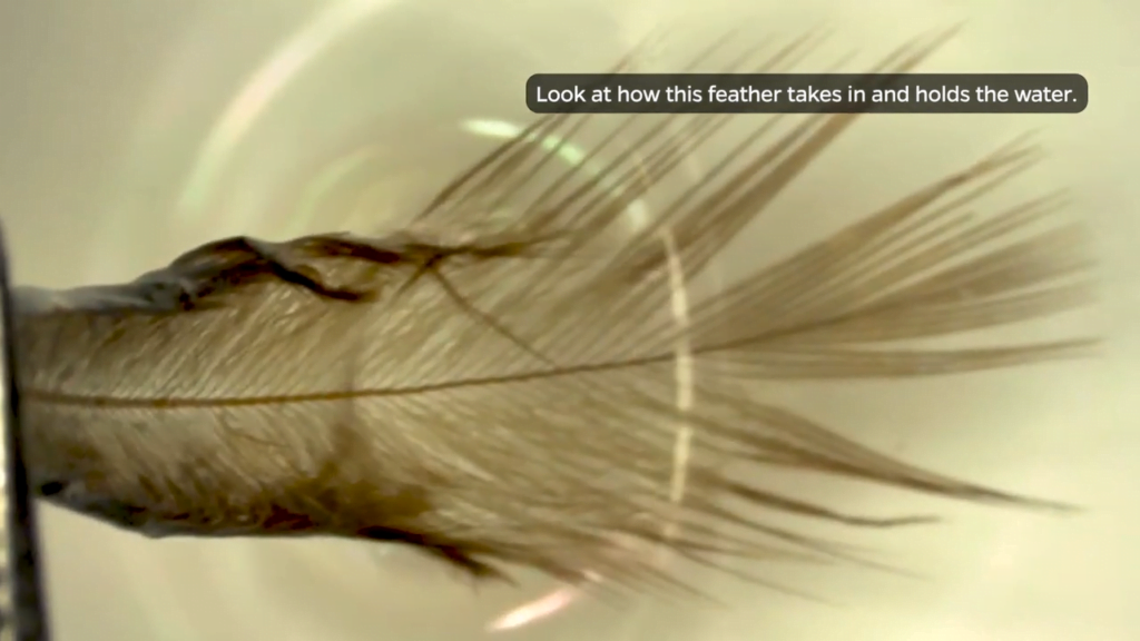 Here the feather soaks in and holds water. Here the feather soaks in and holds water.