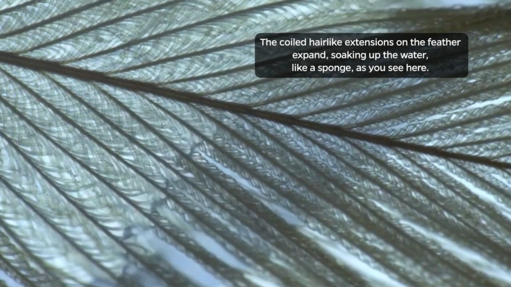 This ability is rooted in the microscale structure of the bird's feathers, which deform to soak in and hold water through capillary action. This ability is rooted in the microscale structure of the bird's feathers, which deform to soak in and hold water through capillary action.
