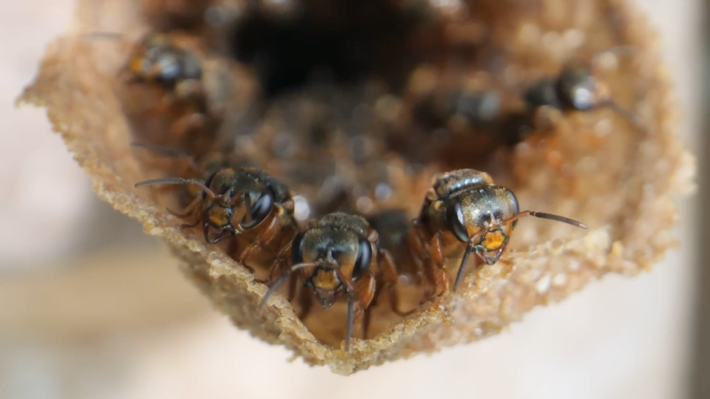 Without stingers, these bees use other methods to guard their home. Without stingers, these bees use other methods to guard their home.