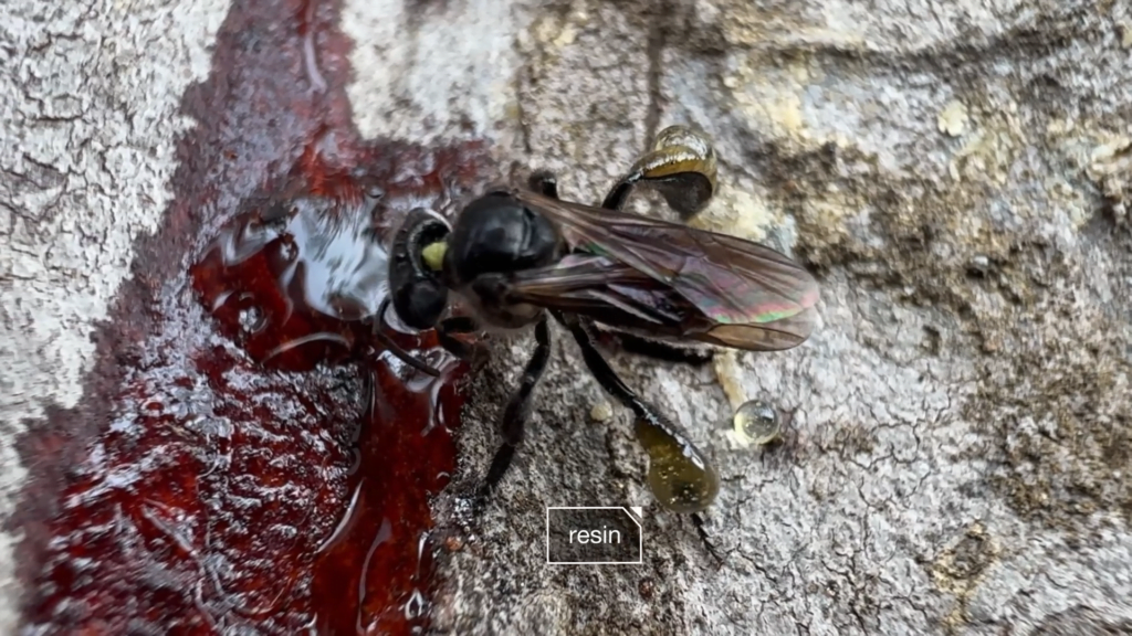 Just as they collect pollen and nectar as food, stingless bees collect resin as a building material. Note the drops stored on the worker's back legs. Just as they collect pollen and nectar as food, stingless bees collect resin as a building material. Note the drops stored on the worker's back legs.