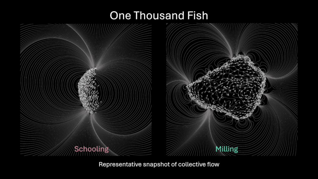 Composite image of the collective flow in schooling and milling for one thousand fish. Text reads, "One Thousand Fish. Schooling. Milling. Representative snapshot of collective flow."