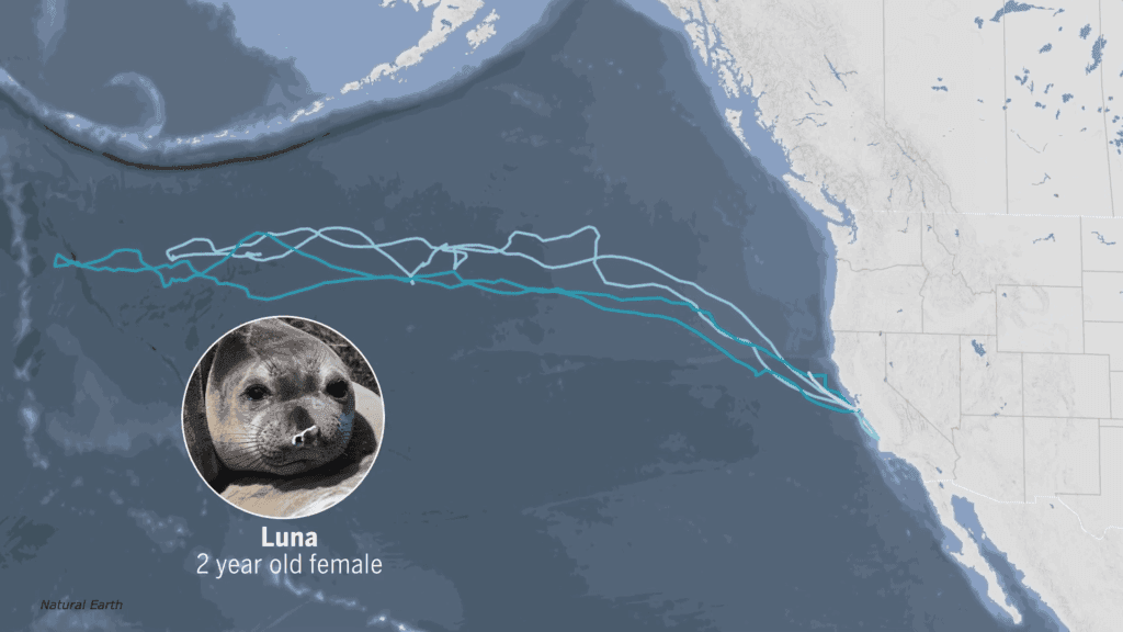 A map of the Pacific Ocean off the North American West Coast. Several blue lines show paths taken by female seals during foraging. A picture of a 2 year old female seal named Luna is overlaid.