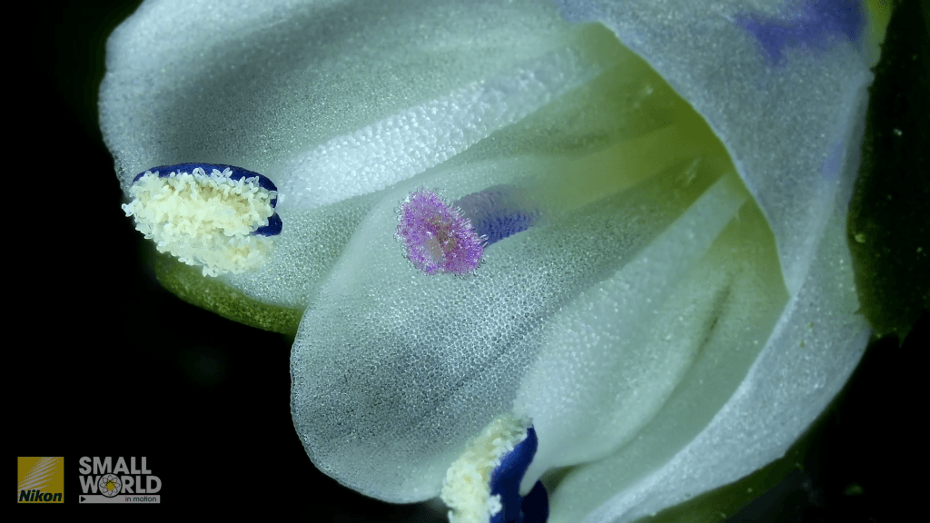 From "Self-pollination in a flower of thymeleaf speedwell (Veronica serpyllifolia)" by Jay McClellan.