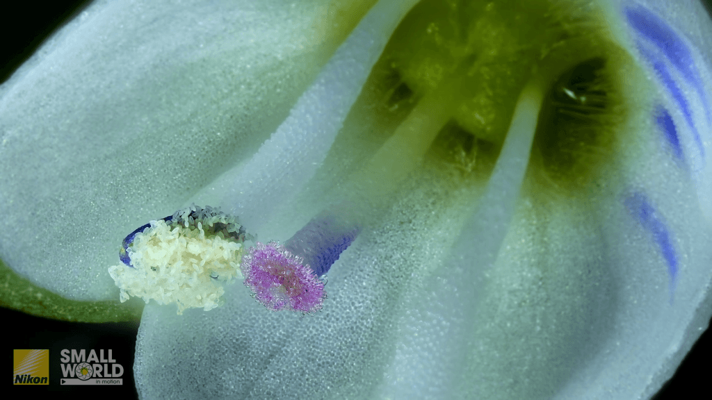 From "Self-pollination in a flower of thymeleaf speedwell (Veronica serpyllifolia)" by Jay McClellan.