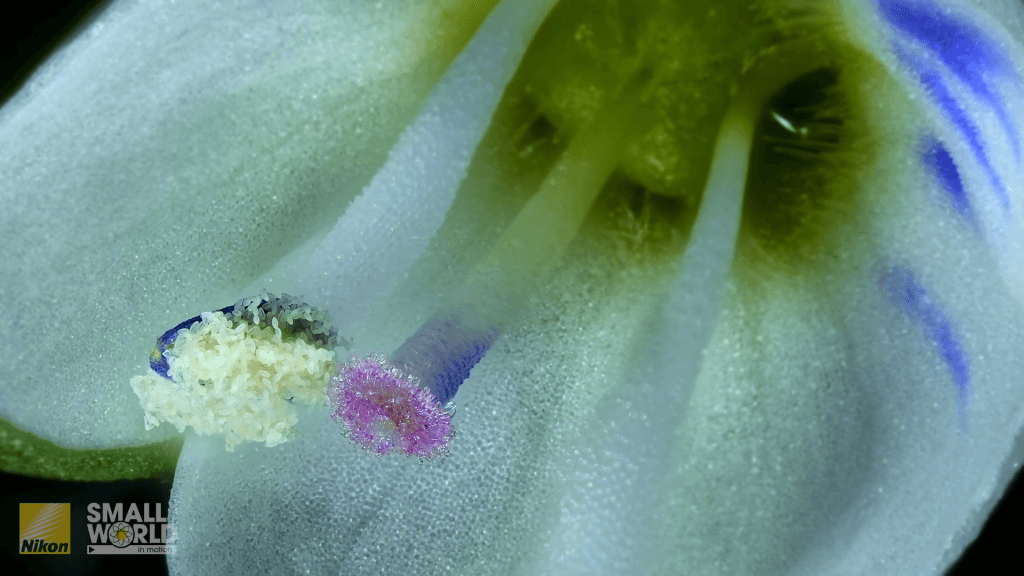 From "Self-pollination in a flower of thymeleaf speedwell (Veronica serpyllifolia)" by Jay McClellan.