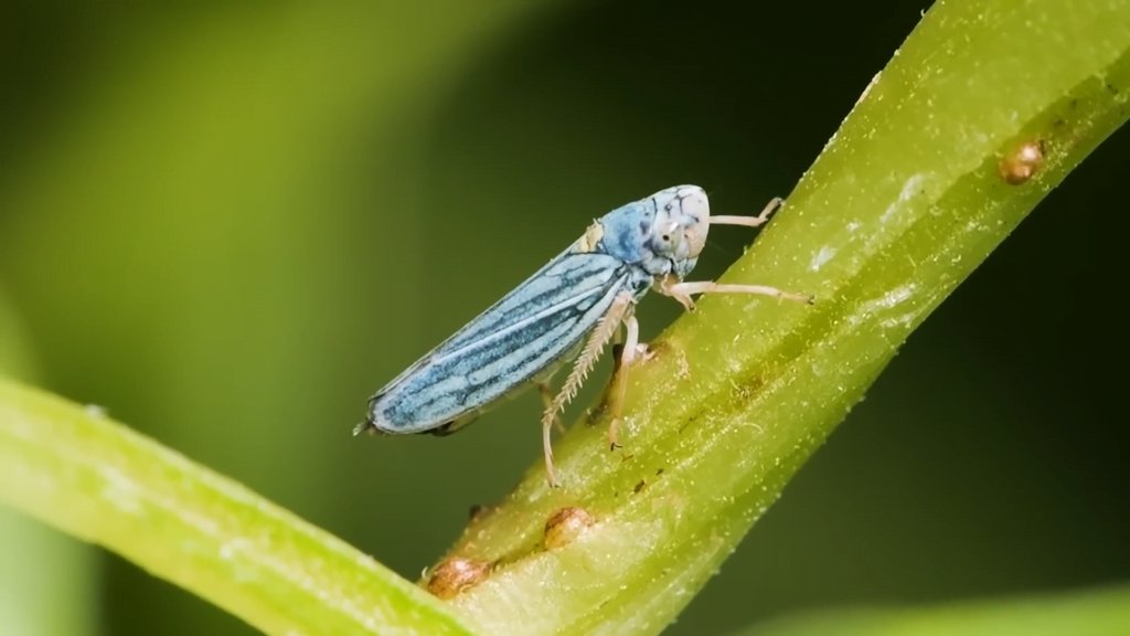 Meet the sharpshooter, an unusually fast urinator.