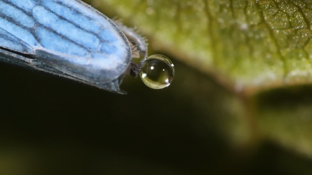 As they urinate, the fluid gathers on their anus stylus.