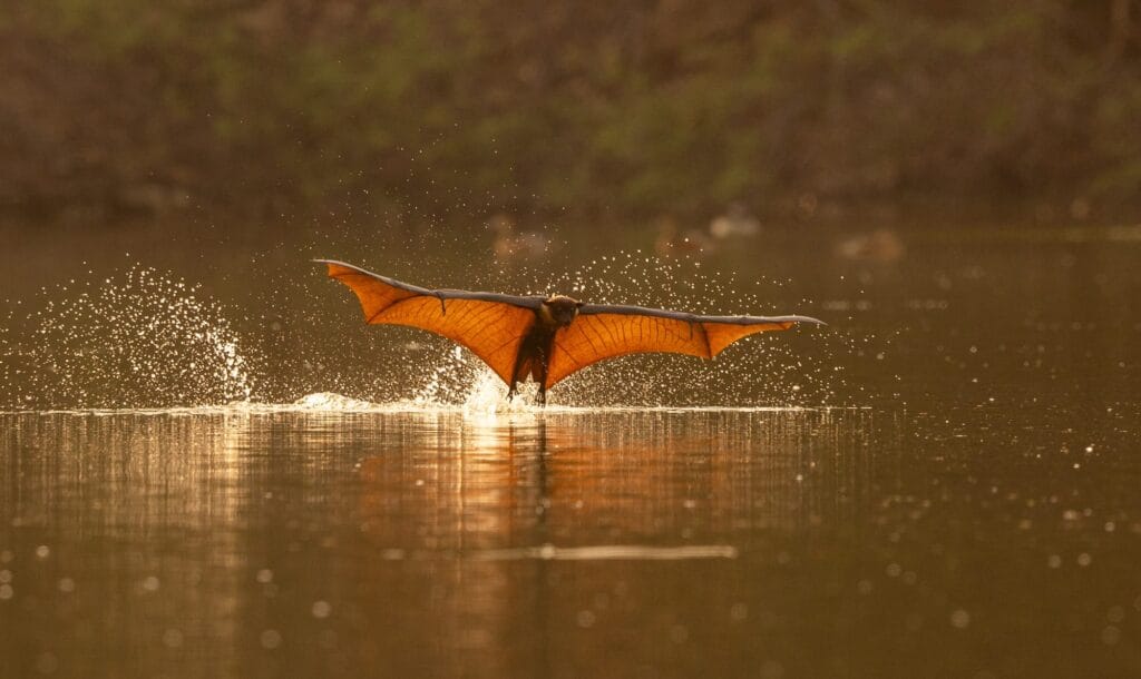 A giant fruit bat (also known as a flying fox) with wings spread as it hydrates at a river.