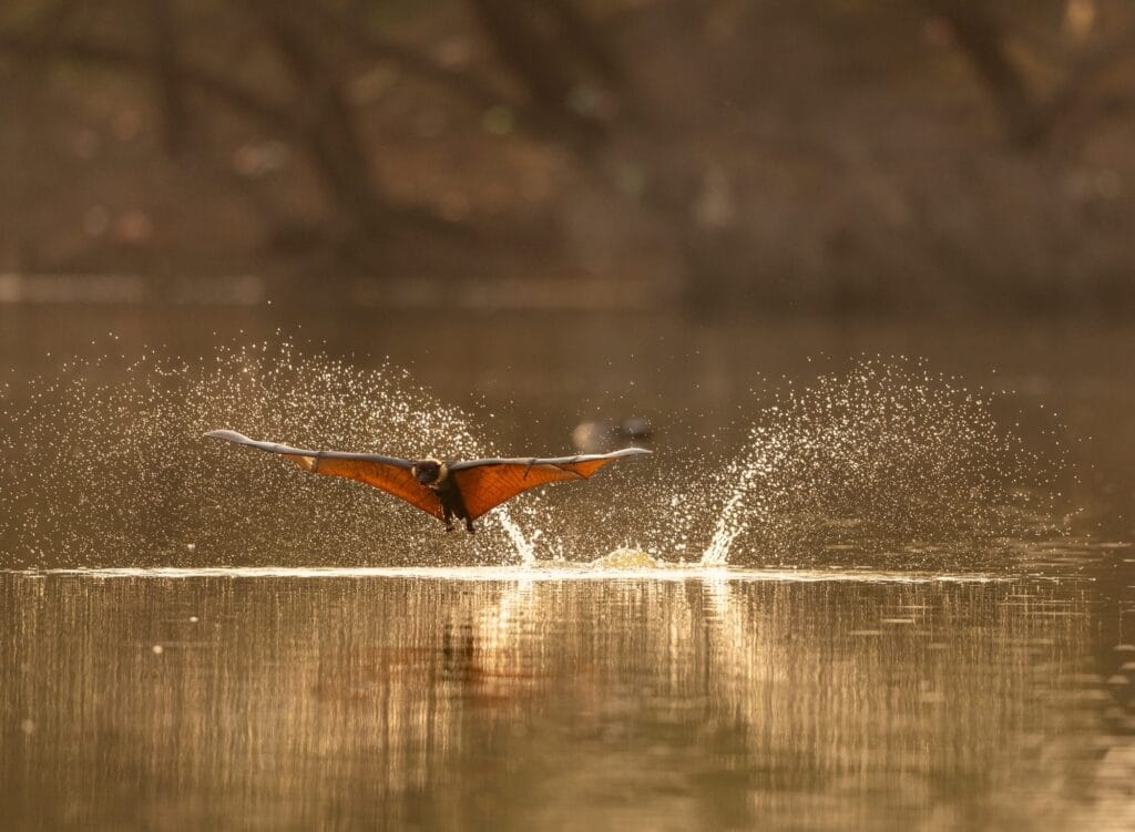 A giant fruit bat (also known as a flying fox) with wings spread as it hydrates at a river.