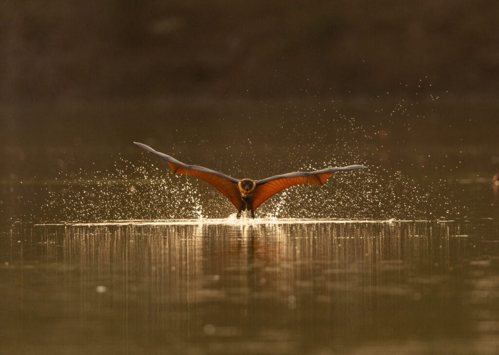 A giant fruit bat (also known as a flying fox) with wings spread as it hydrates at a river.