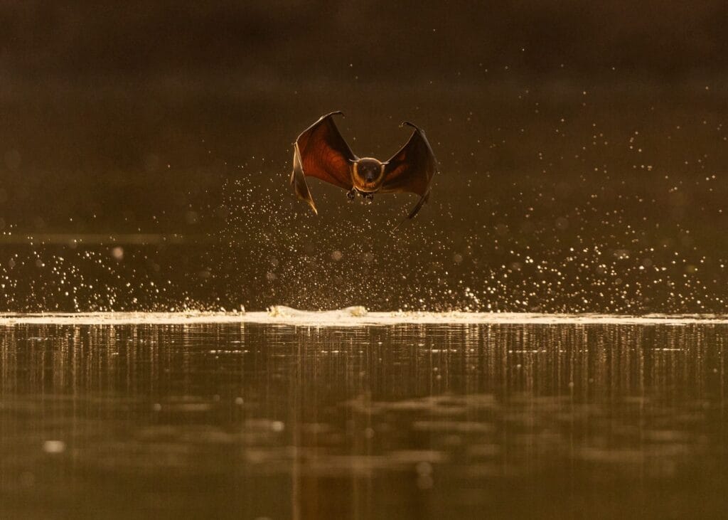 A giant fruit bat (also known as a flying fox) with wings curled as it hydrates at a river.