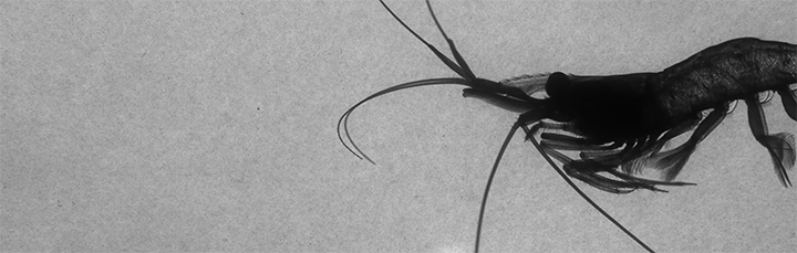 Drag Reduction for Swimming Shrimp