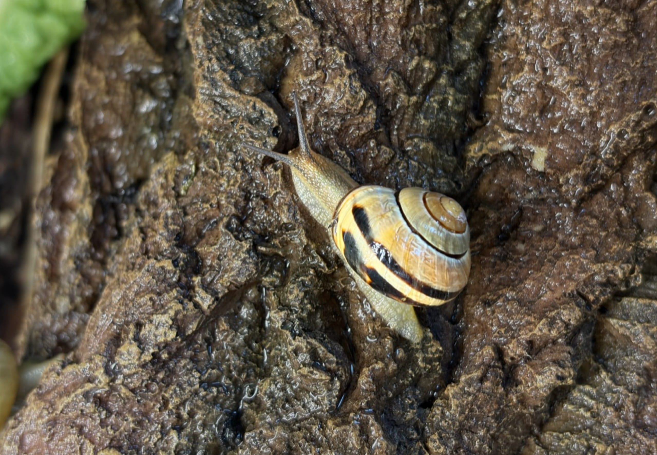 Snails can vastly change the mechanical properties of their mucus by tuning their calcium and protein content.