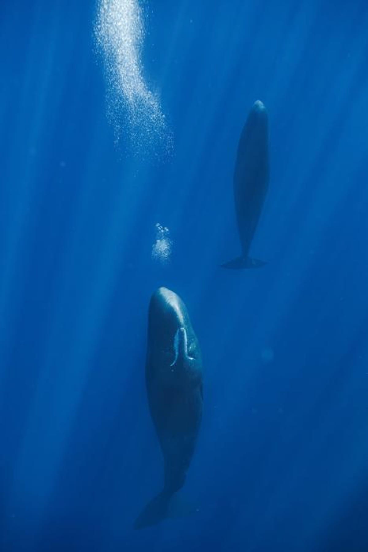 Snoozing Sperm Whales Blow Bubbles