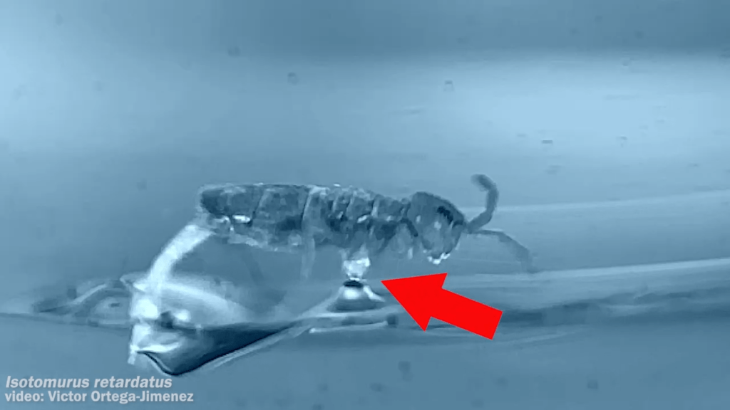 Some springtails grab a droplet of water during take-off that helps weight them preferentially for landing.