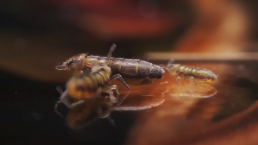 A trio of springtails on the water surface, ready for a daring escape.