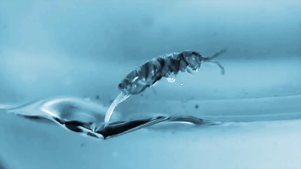 Springtails jump from the water surface using their forked furcula to drive them upward.