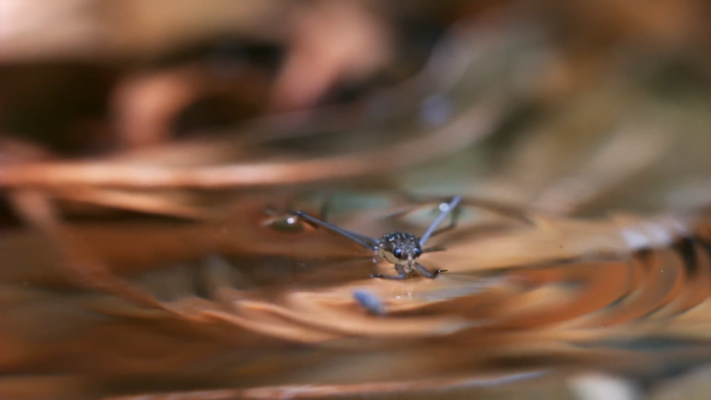 Their springing skills are so strong, they can escape other water-jumping creatures like water striders.