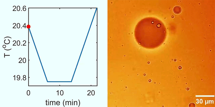 Video showing the droplet's transition from hexagon to star and back. The shape changes occur as the liquid's temperature changes, thereby affecting its surface tension.
