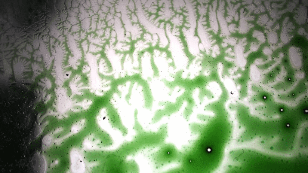 Close up image of green-dyed liquid in fractal branches on a clear acrylic surface. Close up image of green-dyed liquid in fractal branches on a clear acrylic surface.
