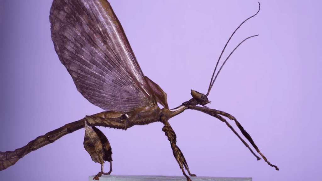 A giant stick insect taking flight.