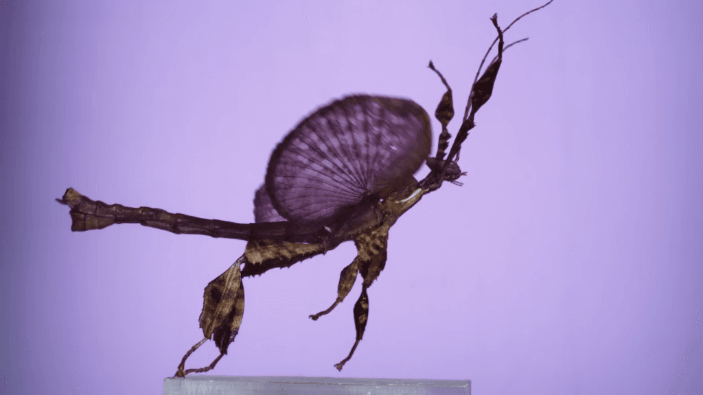 A giant stick insect taking flight.
