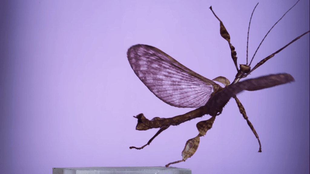 A giant stick insect taking flight.