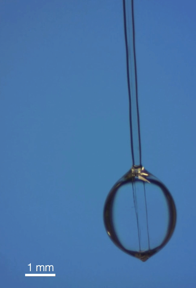 A droplet at the end of a sugar fiber dissolves the fiber, then "jumps" up to the next intact section.