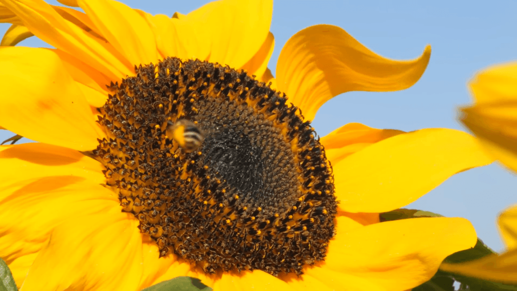 Sunflower blossoms face east to attract bees.