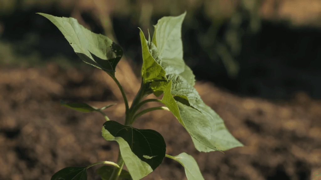 Before that, though, the plant follows the sun each day. Before that, though, the plant follows the sun each day.