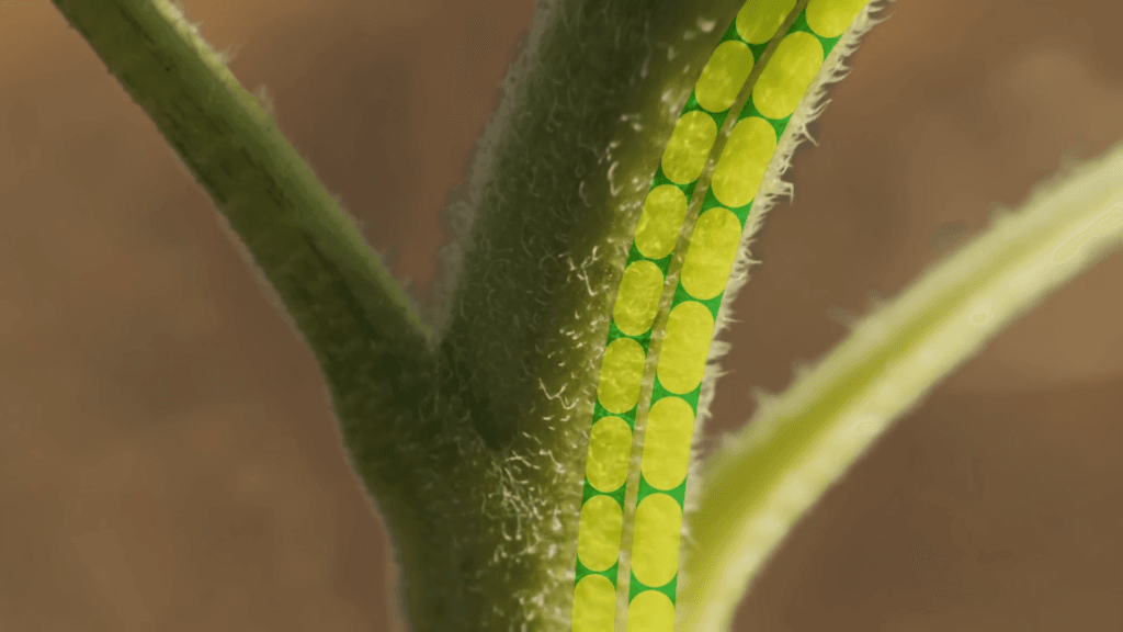 It does this by swelling cells on the east side of the plant during the day, pushing it westward with the sun. At night, west-side cells swell, resetting it. It does this by swelling cells on the east side of the plant during the day, pushing it westward with the sun. At night, west-side cells swell, resetting it.