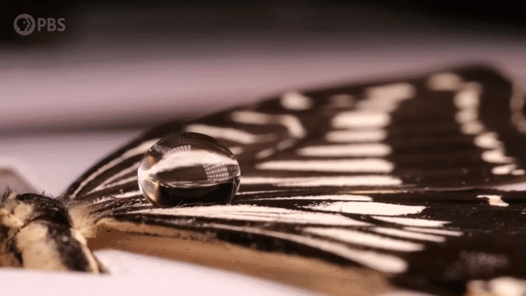Water beads up on the surface of a butterfly&#039;s wing.