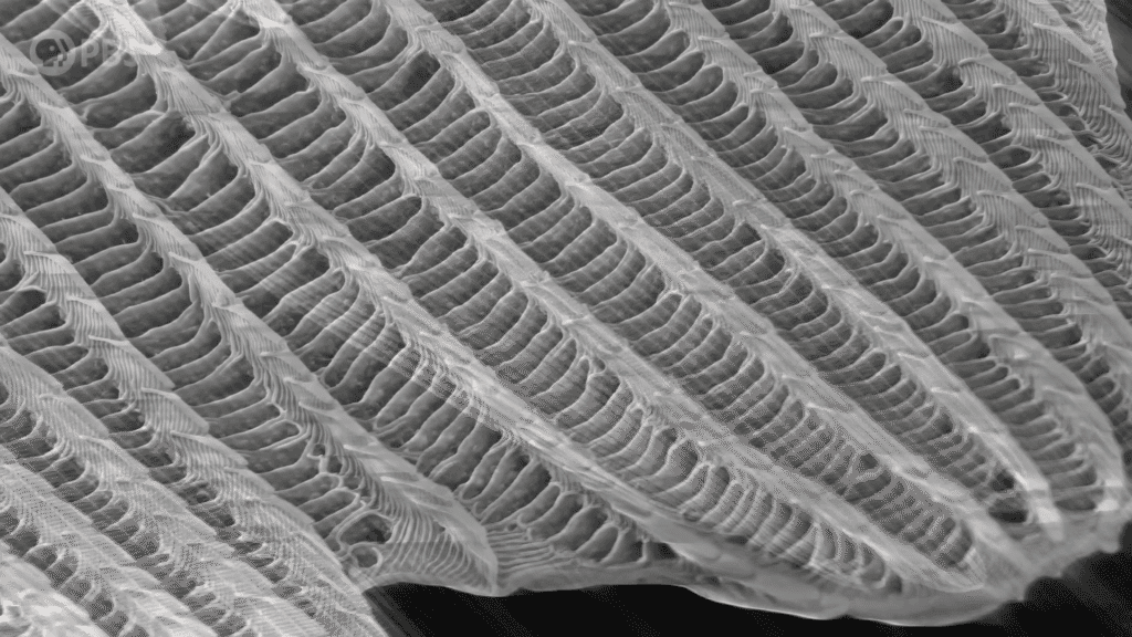 Viewed up close, the structure of an insect wing is rough and full of gaps for air.