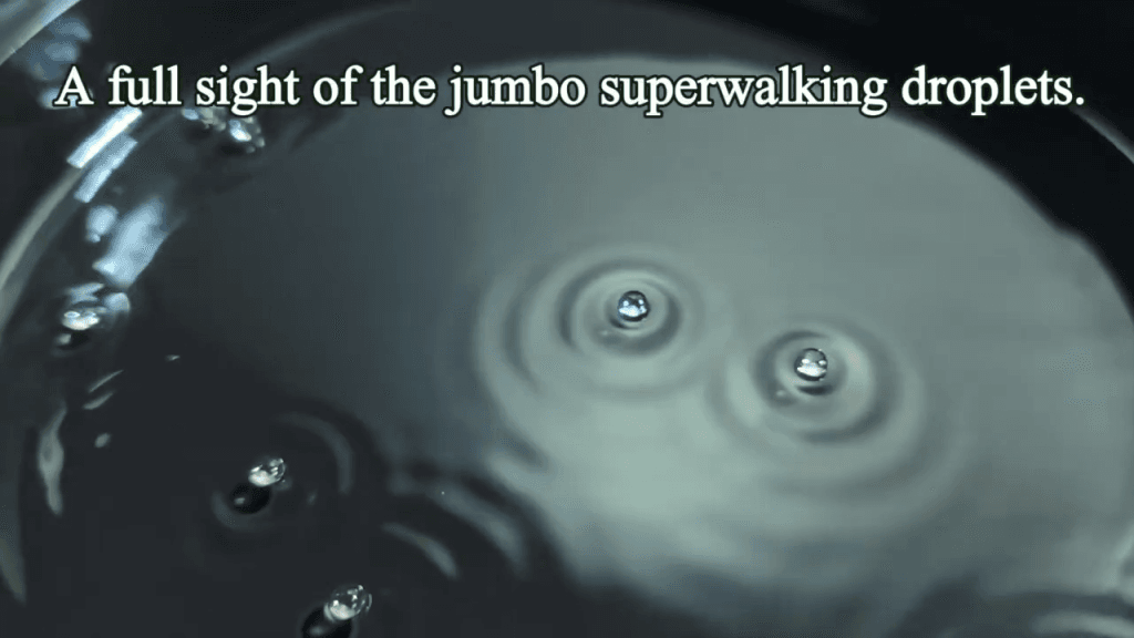 Large droplets walking on a vibrating bath of oil.