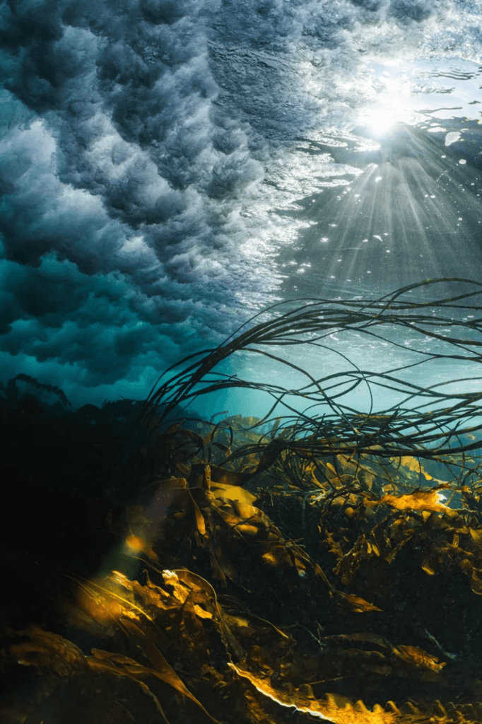 "Sunny Seaweed Surf" by Billy Arthur