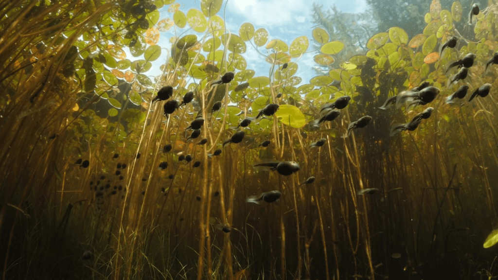 From "Tadpoles: The Big Little Migration" by Maxwel Hohn.