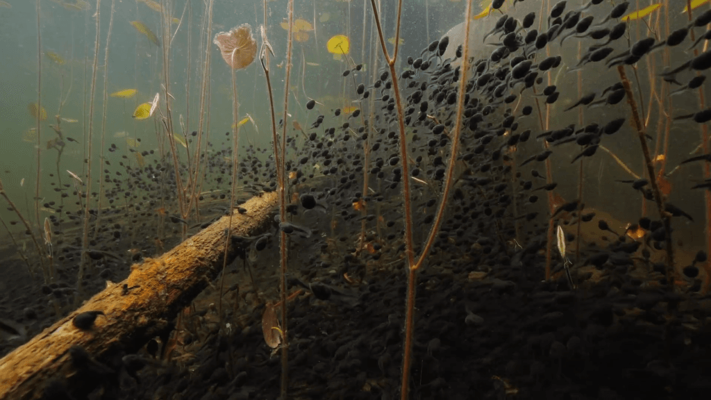 From "Tadpoles: The Big Little Migration" by Maxwel Hohn.