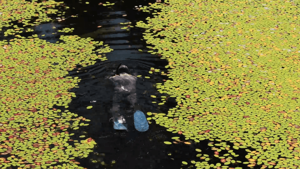From "Tadpoles: The Big Little Migration" by Maxwel Hohn.