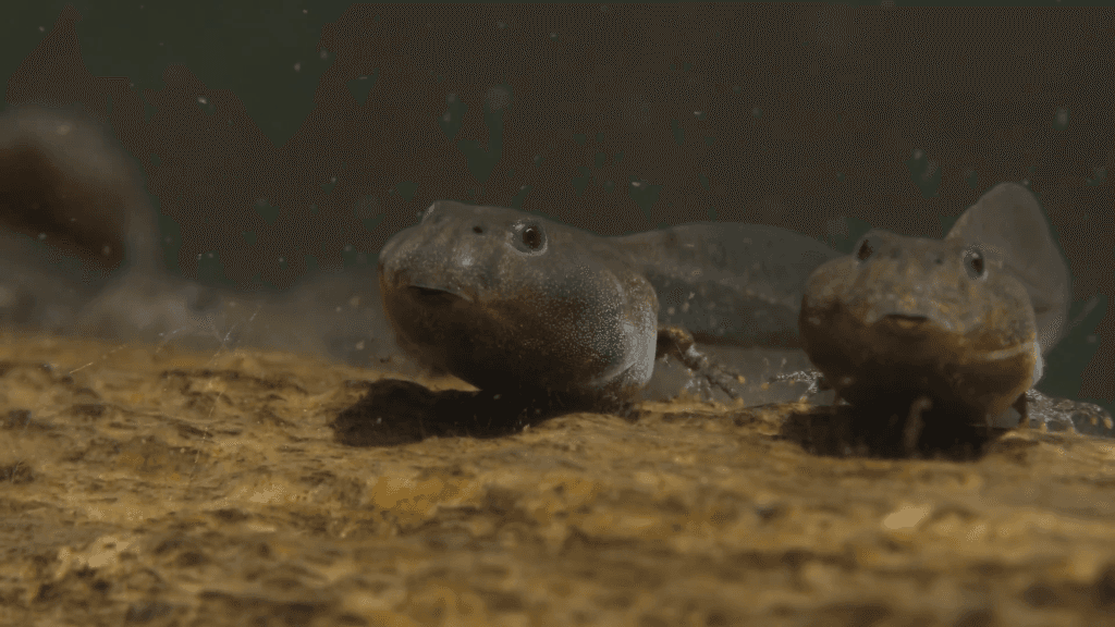From "Tadpoles: The Big Little Migration" by Maxwel Hohn.