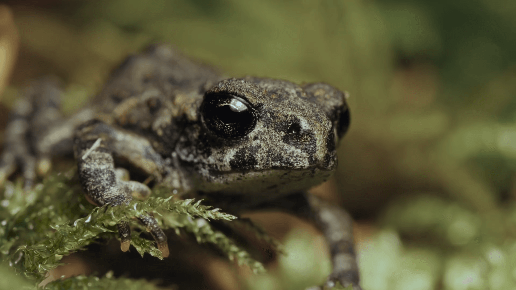 From "Tadpoles: The Big Little Migration" by Maxwel Hohn.